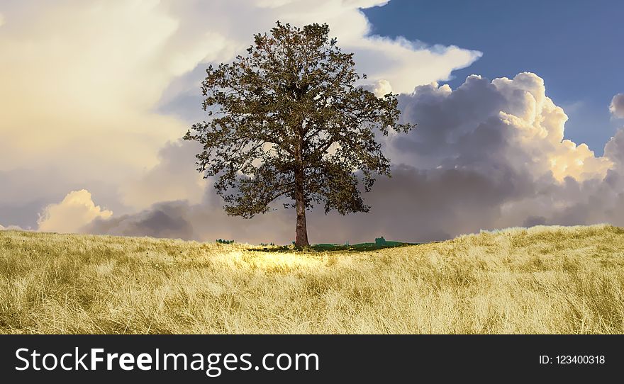 Sky, Grassland, Field, Tree