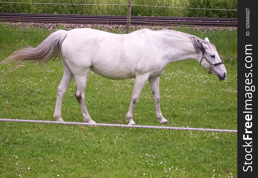 Horse, Pasture, Mare, Mane