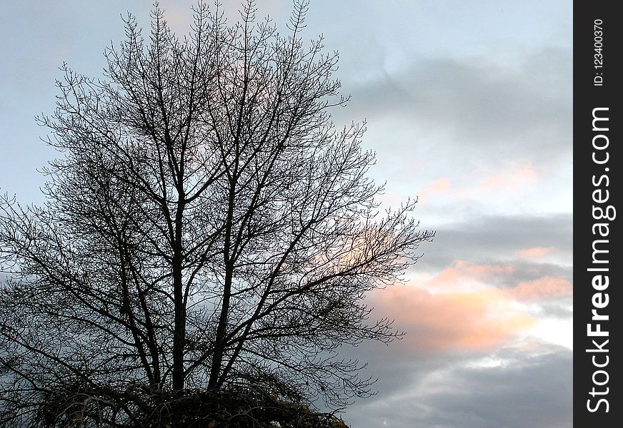 Sky, Cloud, Tree, Branch