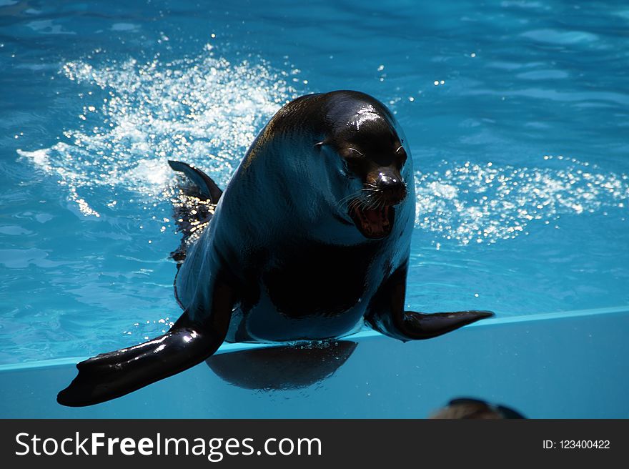 Dolphin, Marine Mammal, Mammal, Whales Dolphins And Porpoises