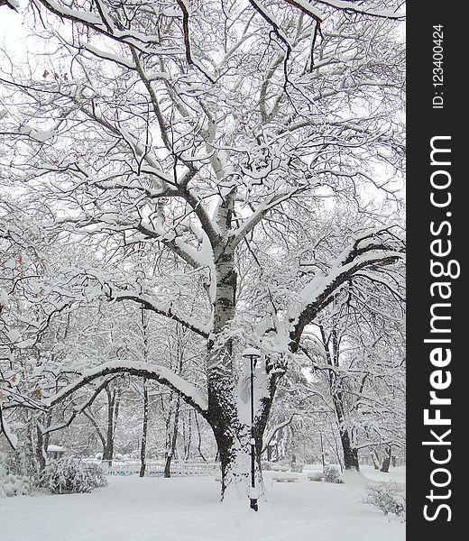 Snow, Winter, Tree, Branch