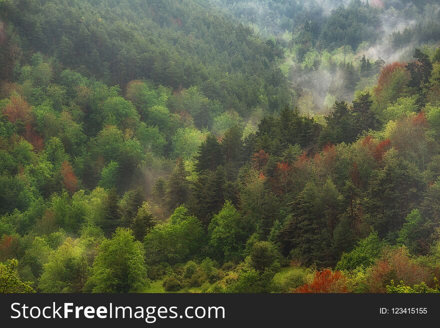 Autumn forest lanscape in orange and green colors