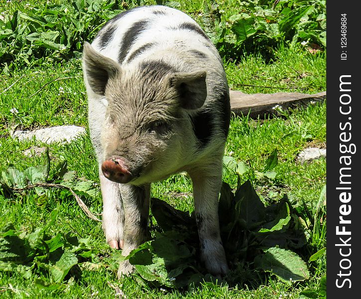 Pig Like Mammal, Pig, Fauna, Domestic Pig