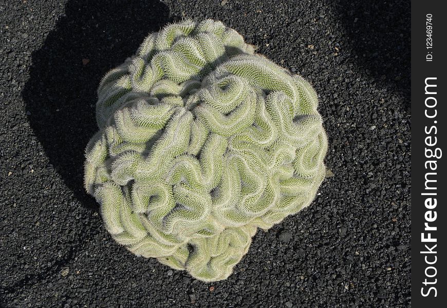 Organism, Crochet