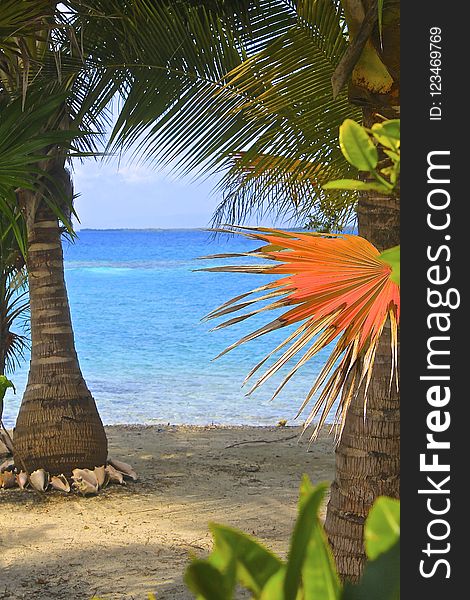 Tropics, Arecales, Caribbean, Palm Tree