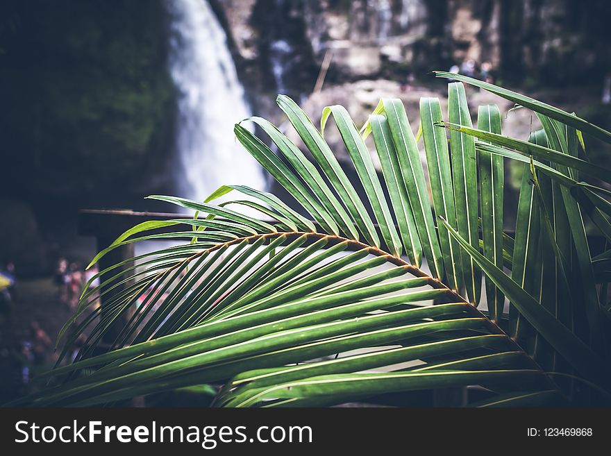 Vegetation, Leaf, Flora, Plant