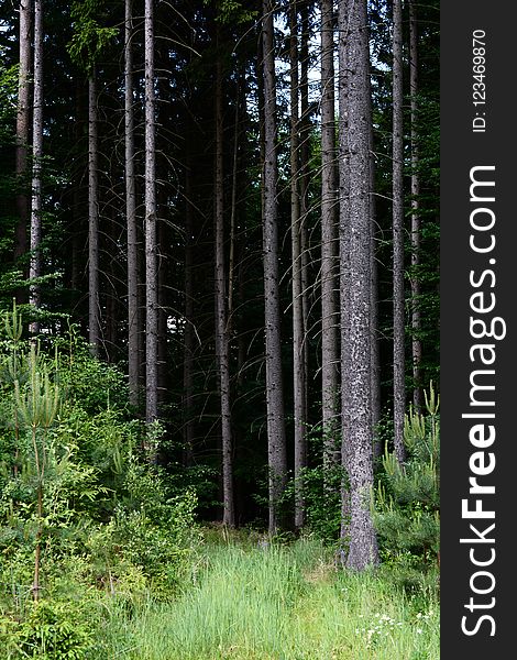 Spruce Fir Forest, Ecosystem, Forest, Vegetation