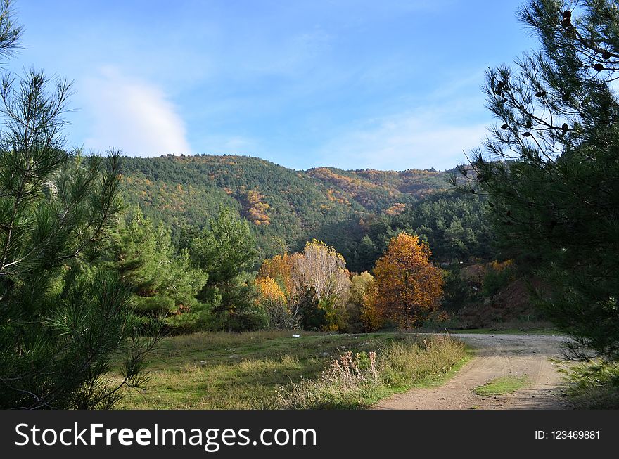 Nature, Ecosystem, Leaf, Nature Reserve