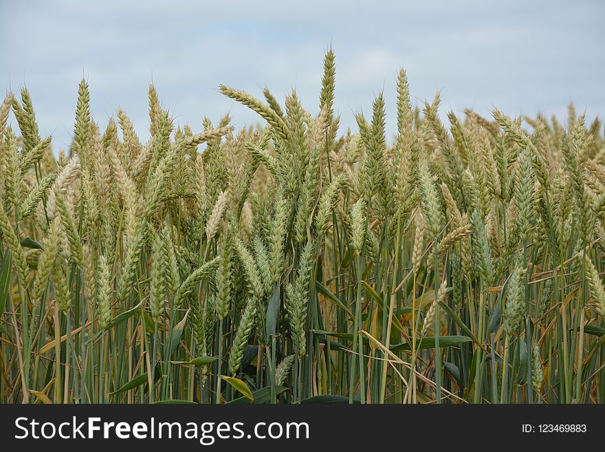 Food Grain, Wheat, Triticale, Crop