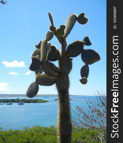 Plant, Cactus, Tree, Sky