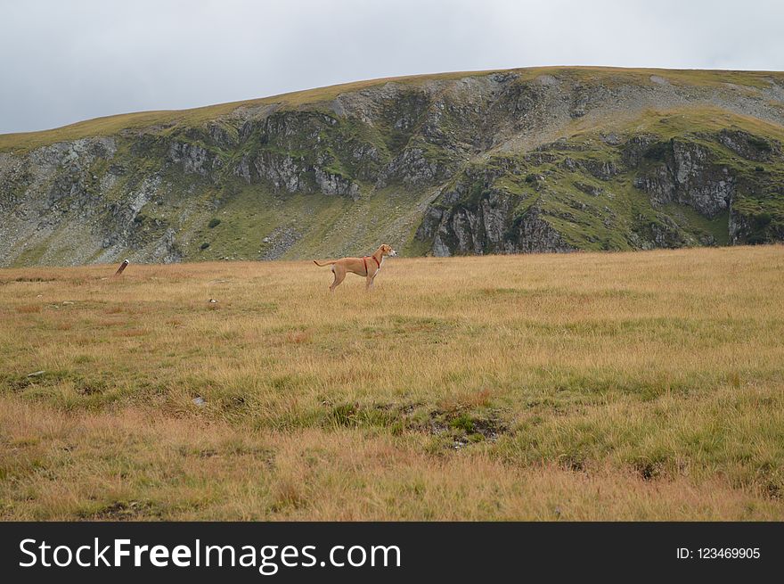 Grassland, Ecosystem, Wildlife, Wilderness