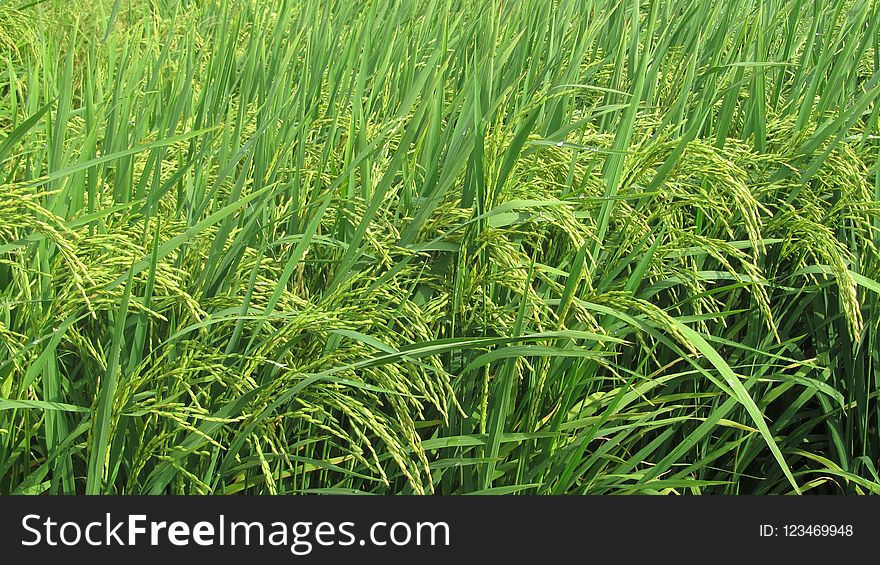 Grass, Crop, Agriculture, Grass Family