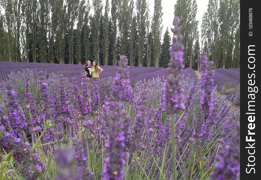 Flower, Plant, English Lavender, Lavender