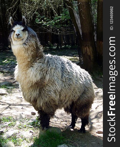 Fauna, Llama, Goats, Livestock
