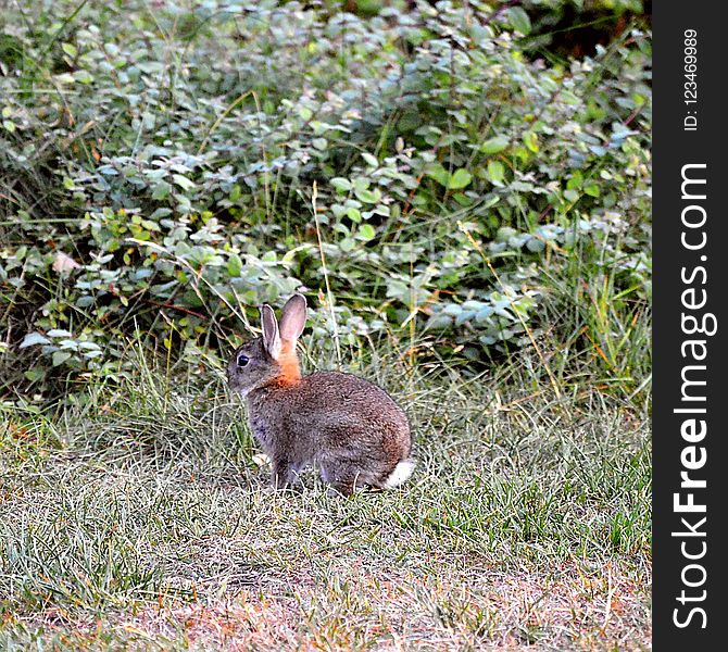 Fauna, Mammal, Wildlife, Rabbit