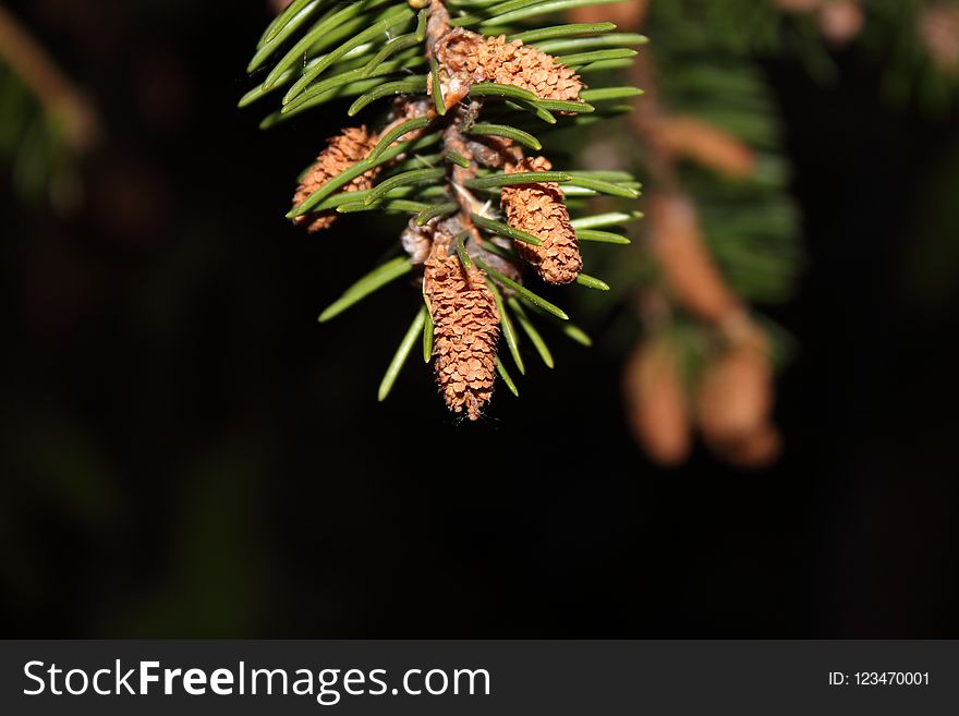 Vegetation, Branch, Tree, Pine Family