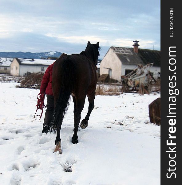 Horse, Horse Like Mammal, Stallion, Snow