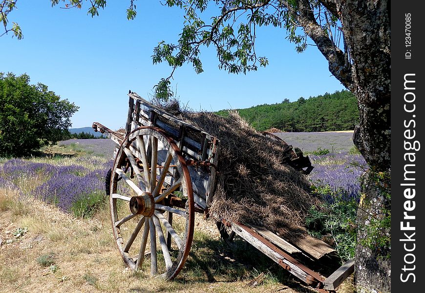 Plant, Tree, Rural Area, Wheel