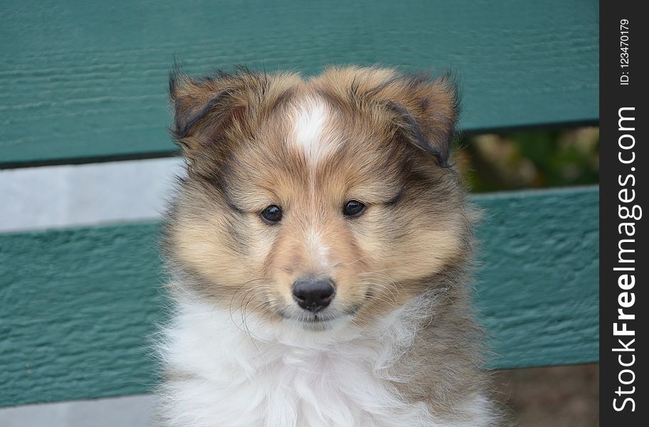 Dog, Rough Collie, Dog Like Mammal, Scotch Collie