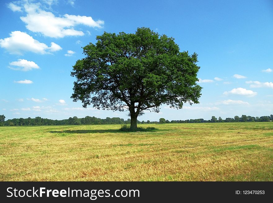 Tree, Grassland, Sky, Woody Plant