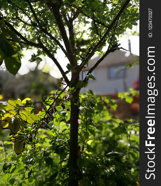 Tree, Branch, Plant, Vegetation