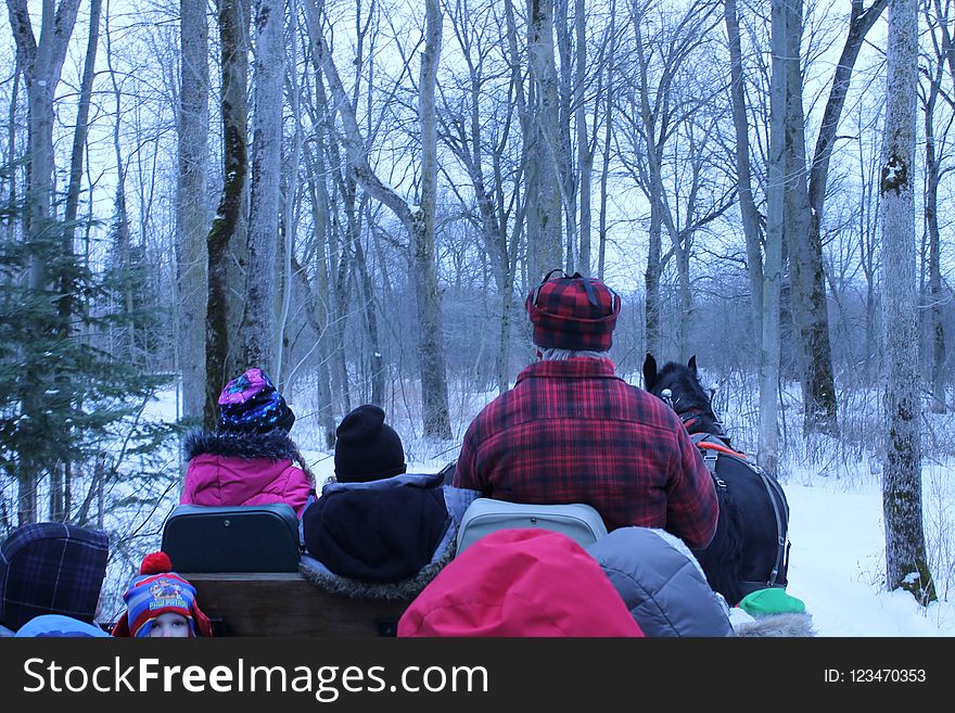 Snow, Winter, Tree, Wilderness