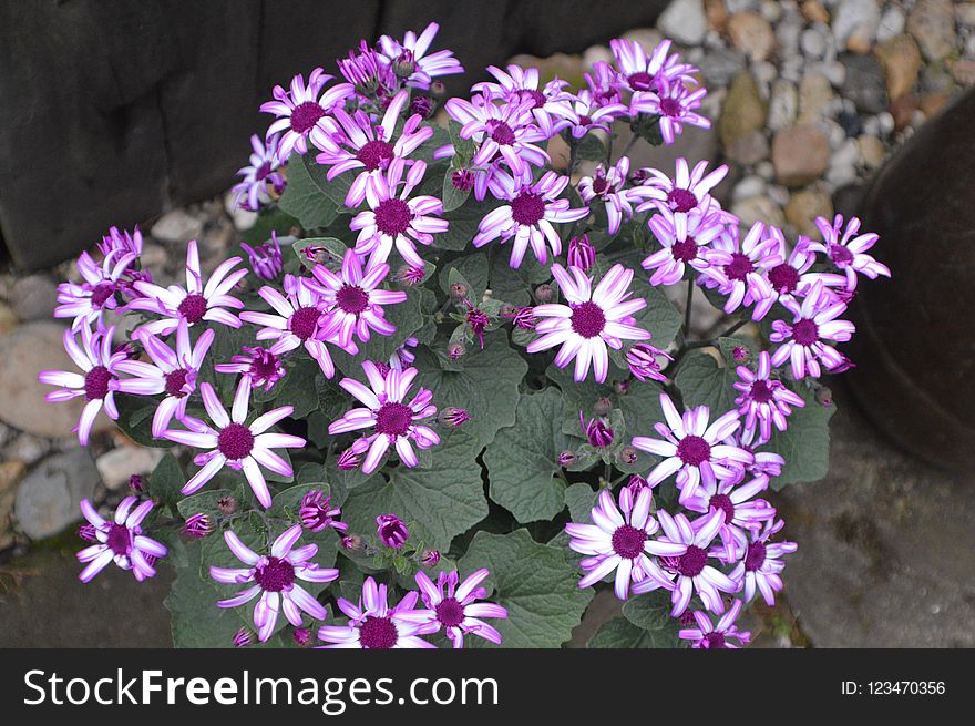 Flower, Plant, Flora, Purple