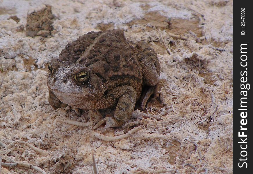 Toad, Amphibian, Terrestrial Animal, Frog