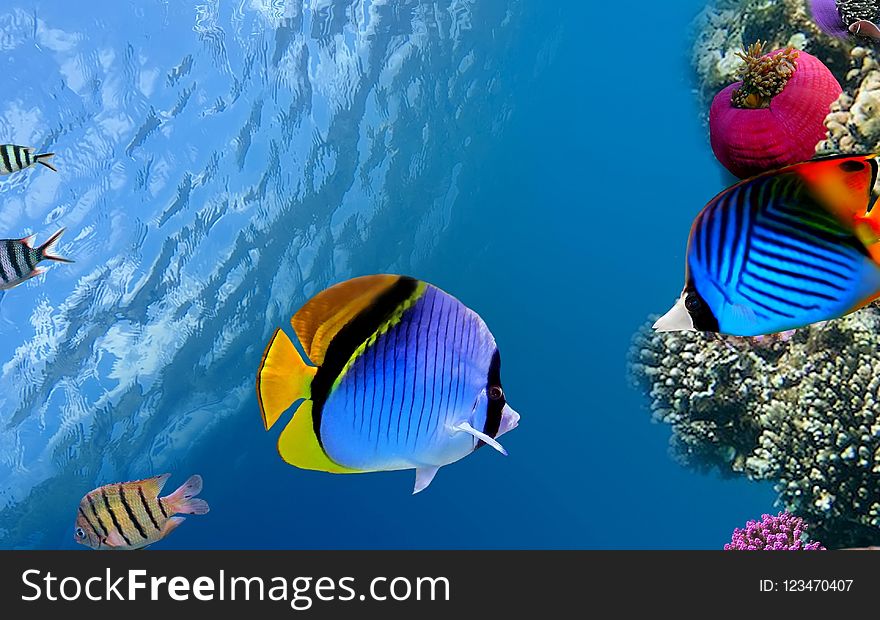 Ecosystem, Coral Reef Fish, Fish, Coral Reef