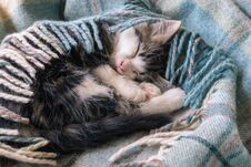 Little Tabby Kitten Sleeping Curled Up In Blue Tartan Blanket Stock Image