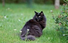 Black Norwegian Forest Cat Female In Garden With Mouth Open Royalty Free Stock Images