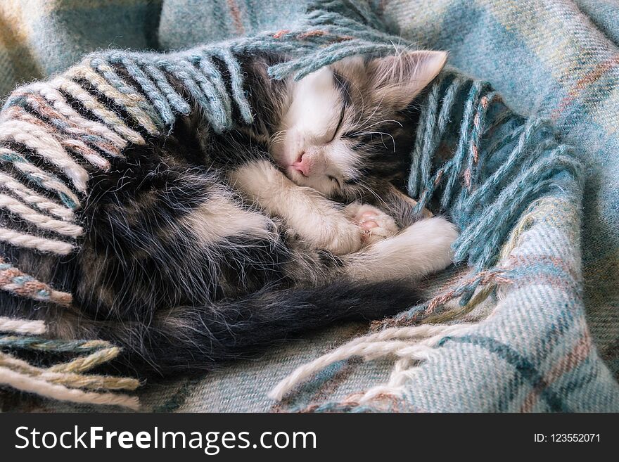 Closeup of little tabby kitten sleeping curled up in blue tartan blanket