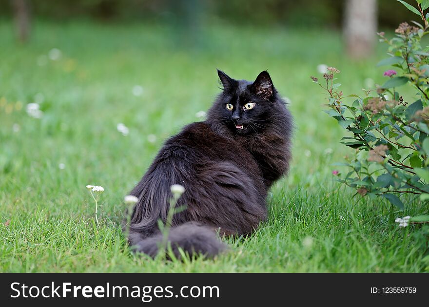 Black Norwegian Forest Cat Female In Garden With Mouth Open