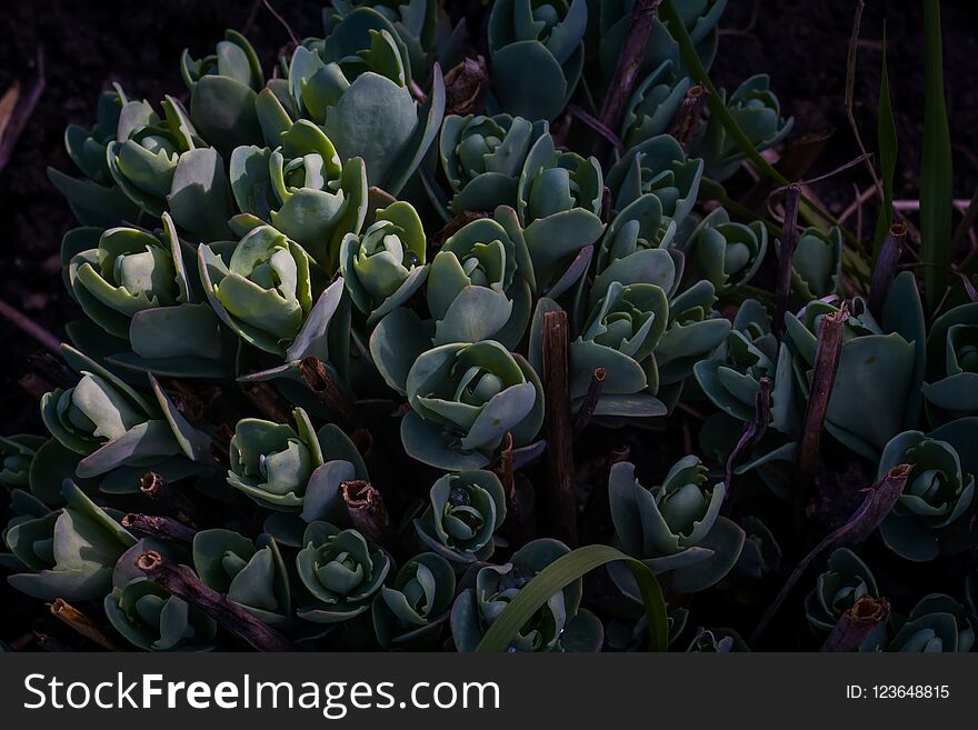 Close up of crassula succulent plant in the garden background. Close up of crassula succulent plant in the garden background.