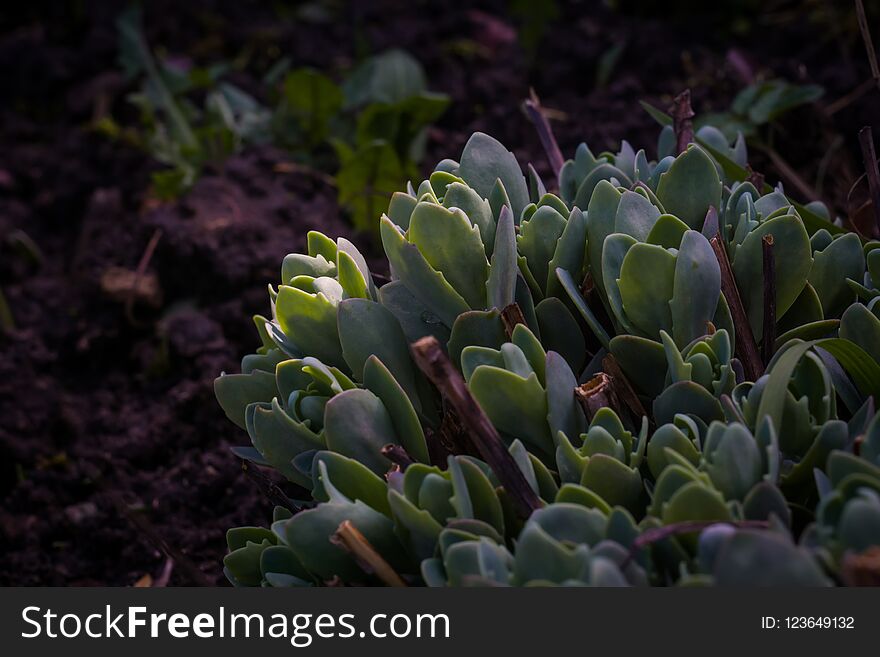 Close up of crassula succulent plant in the garden background. Close up of crassula succulent plant in the garden background.