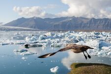 Big Bird Taking Off Above Icebergs In Jokulsarlon. Stock Photos