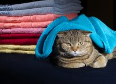 Cat Lying Near A Stack Of Various Colors Towels On A Dark Background Stock Photos