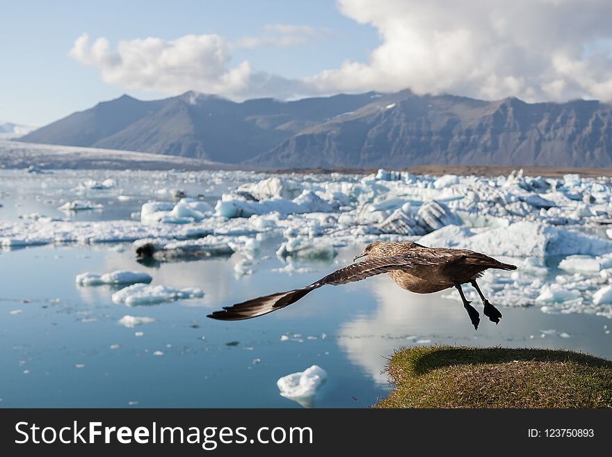 Big bird taking off above icebergs in Jokulsarlon.