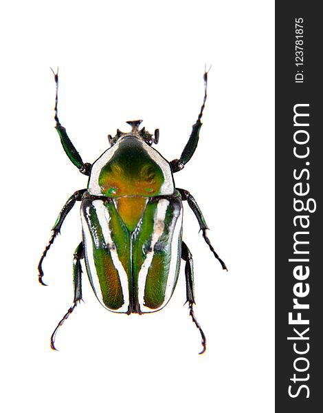 Stripped green beetle on the white background