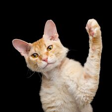 Haired Ginger Sphynx Cat On Isolated Black Background Royalty Free Stock Photo