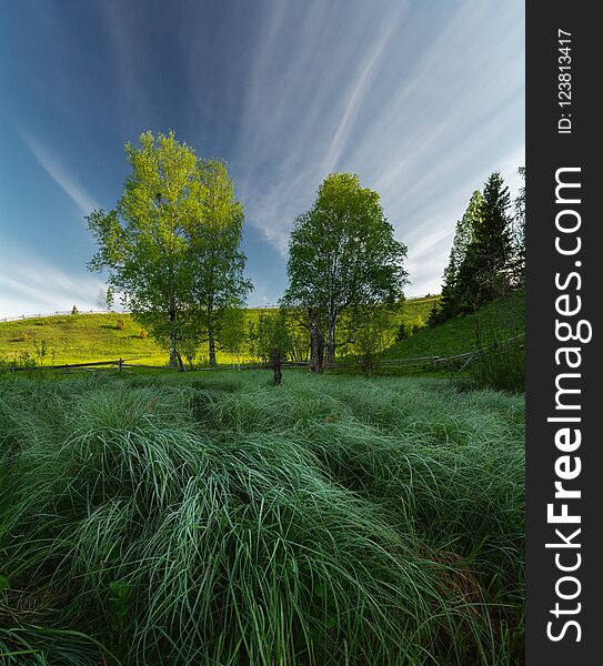 Morning hour. Two trees lit by the dawn sun. In the foreground swamp grass in dew. Vertical photo