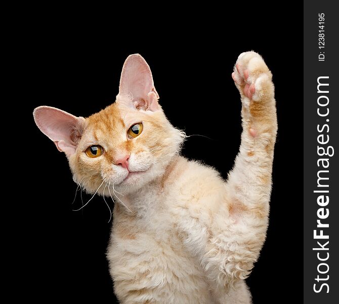 Funny Portrait of Playful Haired Ginger Sphynx Cat play with paw on Isolated Black background. Funny Portrait of Playful Haired Ginger Sphynx Cat play with paw on Isolated Black background