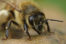 European Honey Bee Apis Mellifera Royalty Free Stock Image European Honey Bee Apis Mellifera Royalty Free Stock Image