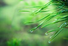 After The Spring Rain. Coniferous Needles With Raindrops. Stock Photography