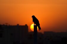 Silhouettes Of An Eagle With A Beautiful Sunset Royalty Free Stock Photo