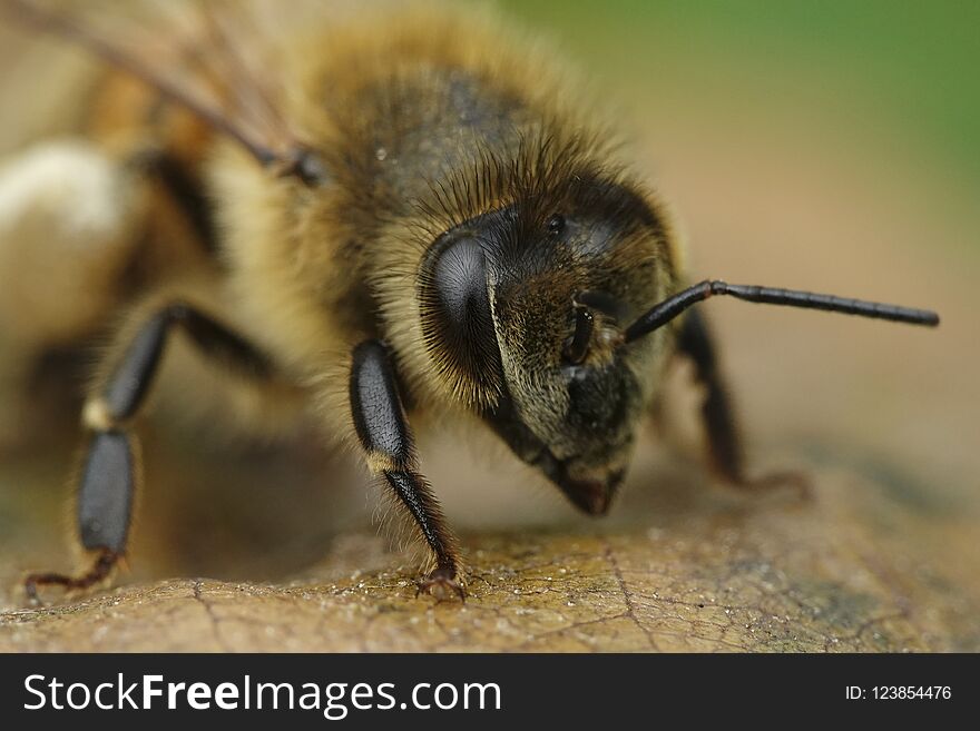 European honey bee Apis mellifera