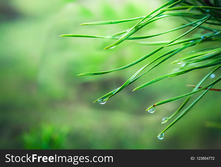 After the spring rain. Coniferous needles with raindrops. Sharp macrophotography using a combined focus. Photos, everything is blooming, stacking.