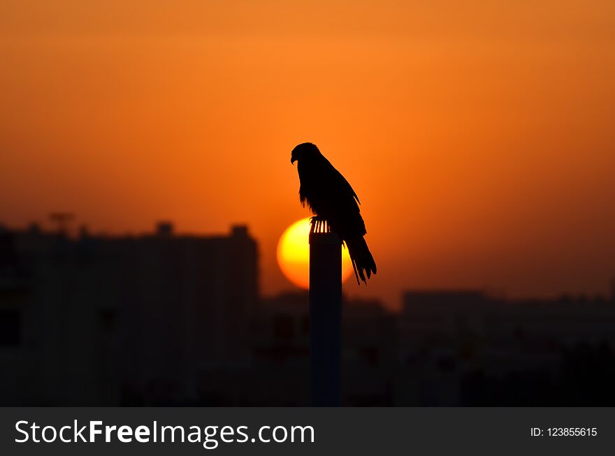Silhouettes of An Eagle with a Beautiful Sunset
