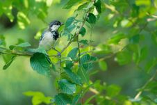 Great Tit Royalty Free Stock Photo