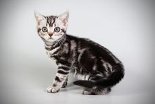 American Shorthair Cat On Colored Backgrounds Royalty Free Stock Photo